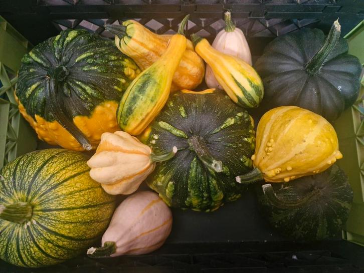 Kalebassen pompoenen, Tuin en Terras, Bloembollen en Zaden, Knol, Voorjaar, Volle zon, Ophalen