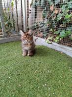 Mooie mainecoon kittens, Meerdere dieren, Gechipt