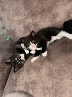 RAGDOLL & Brits korthaar kitten, Dieren en Toebehoren, Meerdere dieren, Ontwormd, 0 tot 2 jaar