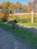 amrock kippen | sterke kippen | goede leggers | tegen de leg, Dieren en Toebehoren, Vrouwelijk, Kip