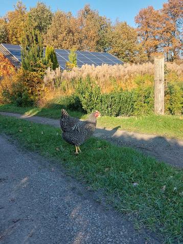 amrock kippen | sterke kippen | goede leggers | tegen de leg beschikbaar voor biedingen