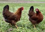 Te koop 2 welsummer kriel hennetjes, Dieren en Toebehoren, Pluimvee, Vrouwelijk, Kip