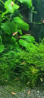 Crystal red garnalen op leidingwater. Zie omschrijving, Dieren en Toebehoren, Vissen | Aquariumvissen, Kreeft, Krab of Garnaal