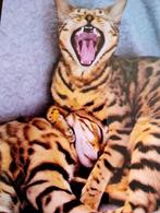 Mooi Bengal kittens, 0 tot 2 jaar