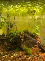 Kikkerbeet, Ophalen of Verzenden, Plant(en), Steen of Hout