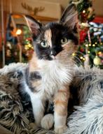 Mooie halflang harige kittens te koop, Meerdere dieren, Ontwormd