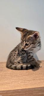 Savannah kittens, Gechipt