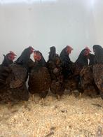 Prachtige mooie barnevelder kippen, Dieren en Toebehoren, Pluimvee