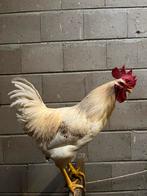 Mooie witte haan (Dekalb White), Mannelijk, Kip