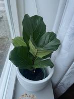 Ficus lyrata, Ophalen, Ficus, Halfschaduw, Minder dan 100 cm