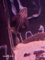 Panaque xingu  l027b platinum, Vis