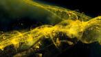 Kunstprint 'Golden Currents' op canvas 90x60x2 cm., Verzenden