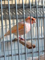 Koppel roodmozaiek (man kuif), Dieren en Toebehoren, Meerdere dieren, Postuurkanarie