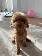 N.O.T.K.  Rode toy poedel zoekt nieuwe Gouden mand!!, Poedel, Particulier, Buitenland, Teef