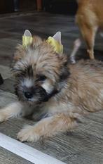 Kleinblijvende pups zoeken ern thuis, Dieren en Toebehoren, Maltezer, Particulier, 15 weken tot 1 jaar, Buitenland