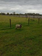 Quessant rammetje, Dieren en Toebehoren, Schapen, Geiten en Varkens, Schaap, Mannelijk