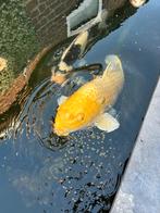 5 mooie grote Japanse Koi, Dieren en Toebehoren, Vissen | Vijvervissen, Karper of Koi