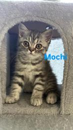 Britse Korthaar kittens te koop!, Dieren en Toebehoren, Meerdere dieren, Gechipt, 0 tot 2 jaar