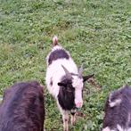 Te koop dekbok, Dieren en Toebehoren, Schapen, Geiten en Varkens, Mannelijk, Geit