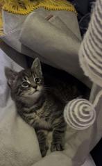 Europese korthaar, Dieren en Toebehoren, Katten en Kittens | Raskatten | Korthaar, Poes, 0 tot 2 jaar