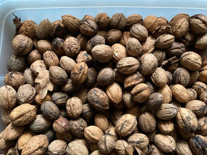 Walnoten te koop, Diversen, Levensmiddelen, Ophalen
