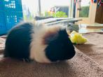 Baby cavia’s! Super mooie 3 kleur!, Dieren en Toebehoren, Cavia, Augustus, Mannelijk, Tam