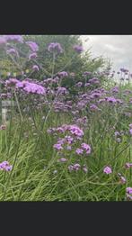 zaad vingerhoedsplant prikneus  hosta zaden Verbena enz 60, Ophalen of Verzenden, Voorjaar, Volle zon, Zaad