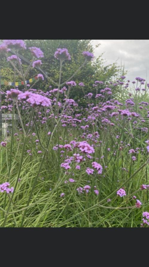 zaad vingerhoedsplant prikneus  hosta zaden Verbena enz 60, Tuin en Terras, Bloembollen en Zaden, Zaad, Voorjaar, Volle zon, Ophalen of Verzenden