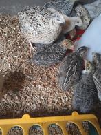 Jonge japanse kwartels en kwartels aan de leg, Meerdere dieren, Overige soorten