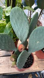 Grote cactus met eetbare vijgen eraan, Ophalen, Cactus, Volle zon, Minder dan 100 cm