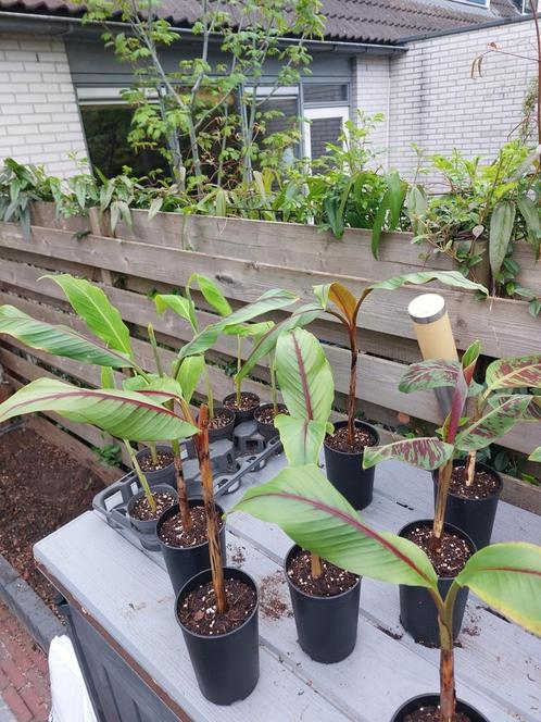 Musa itinerans forma india, Tuin en Terras, Planten | Tuinplanten, Overige soorten, Zomer, Ophalen of Verzenden