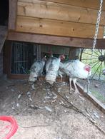 Te koop 4 kalkoenen en 9 krielkippen, Dieren en Toebehoren, Pluimvee, Meerdere dieren, Kalkoen