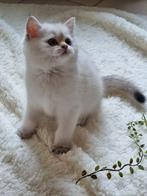 Brits/Britse korthaar kittens jongen met stamboom, Dieren en Toebehoren, Katten en Kittens | Raskatten | Korthaar, Meerdere dieren