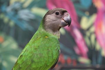 Bonte Boeren | jonge papegaai | getest op ziektes en dna