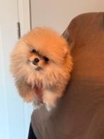 Elite mini pomeranians | Pomeriaan | Stamboom | Teefjes, Dieren en Toebehoren, Particulier, 15 weken tot 1 jaar, Rabiës (hondsdolheid)