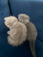 Schattige Britse Korthaar& scotch fold kittens., Dieren en Toebehoren, Katten en Kittens | Raskatten | Korthaar, Kater, Ontwormd