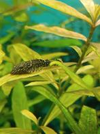 Baby Ancistrus & Hoogvin Karpertjes, Dieren en Toebehoren, Vis, Zoetwatervis, Schoolvis