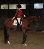 Bordeaux wedstrijdset equestrian stockholm qhp, Ophalen of Verzenden, Zo goed als nieuw, Dekje