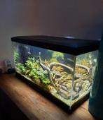 Aquarium (60 bij 30 bij 30cm) compleet met benodigdheden, Dieren en Toebehoren, Zo goed als nieuw, Ophalen, Gevuld zoetwateraquarium