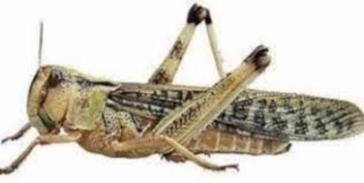 Voedseldieren te verkrijgen bij csreptiles venlo, Dieren en Toebehoren, Reptielen en Amfibieën | Toebehoren, Nieuw, Ophalen of Verzenden