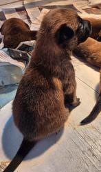 Mechelse herder pups, Dieren en Toebehoren, Honden | Herdershonden en Veedrijvers, CDV (hondenziekte), 8 tot 15 weken, Meerdere