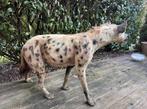 Opgezette dieren, hyena taxidermie, Verzamelen, Dierenverzamelingen, Opgezet dier, Ophalen of Verzenden