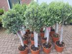 Olijfbomen, Tuin en Terras, Planten | Bomen, Lente, 100 tot 250 cm, Olijfboom, Ophalen