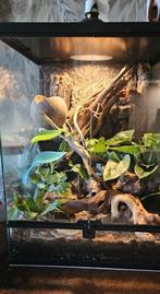 Terarium/paludarium met een wimpergekko, Dieren en Toebehoren, Reptielen en Amfibieën | Toebehoren, Ophalen of Verzenden, Zo goed als nieuw