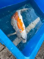Schubloze japanse koi - 55 cm, Dieren en Toebehoren, Karper of Koi