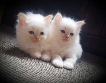 Ragdoll kittens beschikbaar voor biedingen