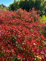PHOTINIA RED ROBIN Haagplanten 100-120cm hoog, Ophalen, Overige soorten, Struik, 100 tot 250 cm