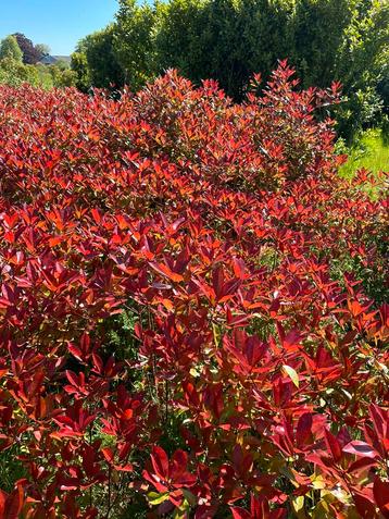 PHOTINIA RED ROBIN Haagplanten 100-120cm hoog beschikbaar voor biedingen