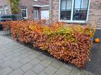 Beukenhaag circa 25 meter, Tuin en Terras, Planten | Struiken en Hagen, Ophalen, Beukenhaag, 100 tot 250 cm