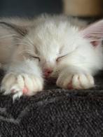 Raszuivere ragdoll kittens --> knappies, Meerdere dieren, Ontwormd, 0 tot 2 jaar